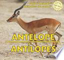 Antelope / Antílopes