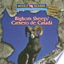 libro Bighorn Sheep / Carnero De Canada